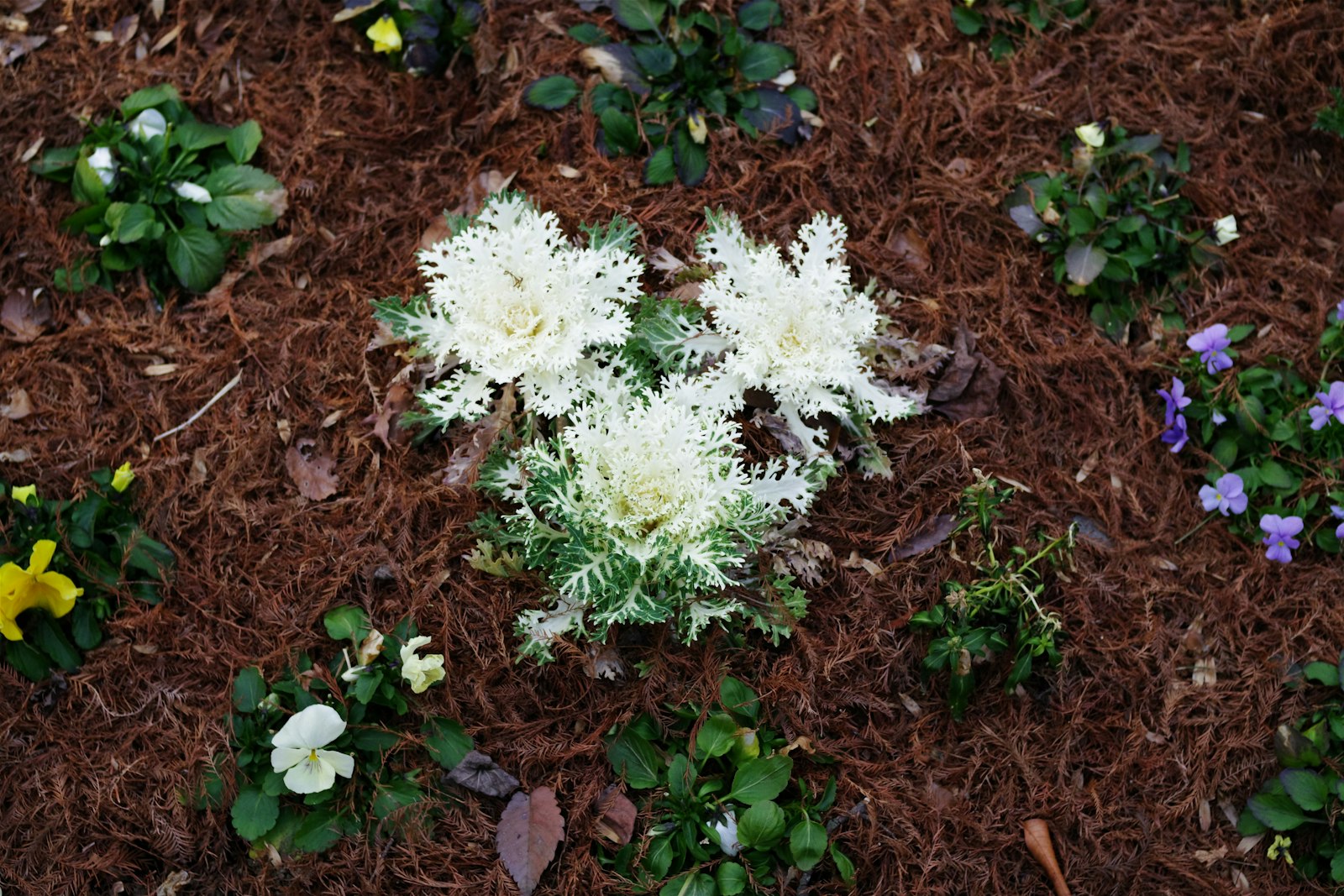 Front-yard flower bed freshly topped with dark hardwood mulch.